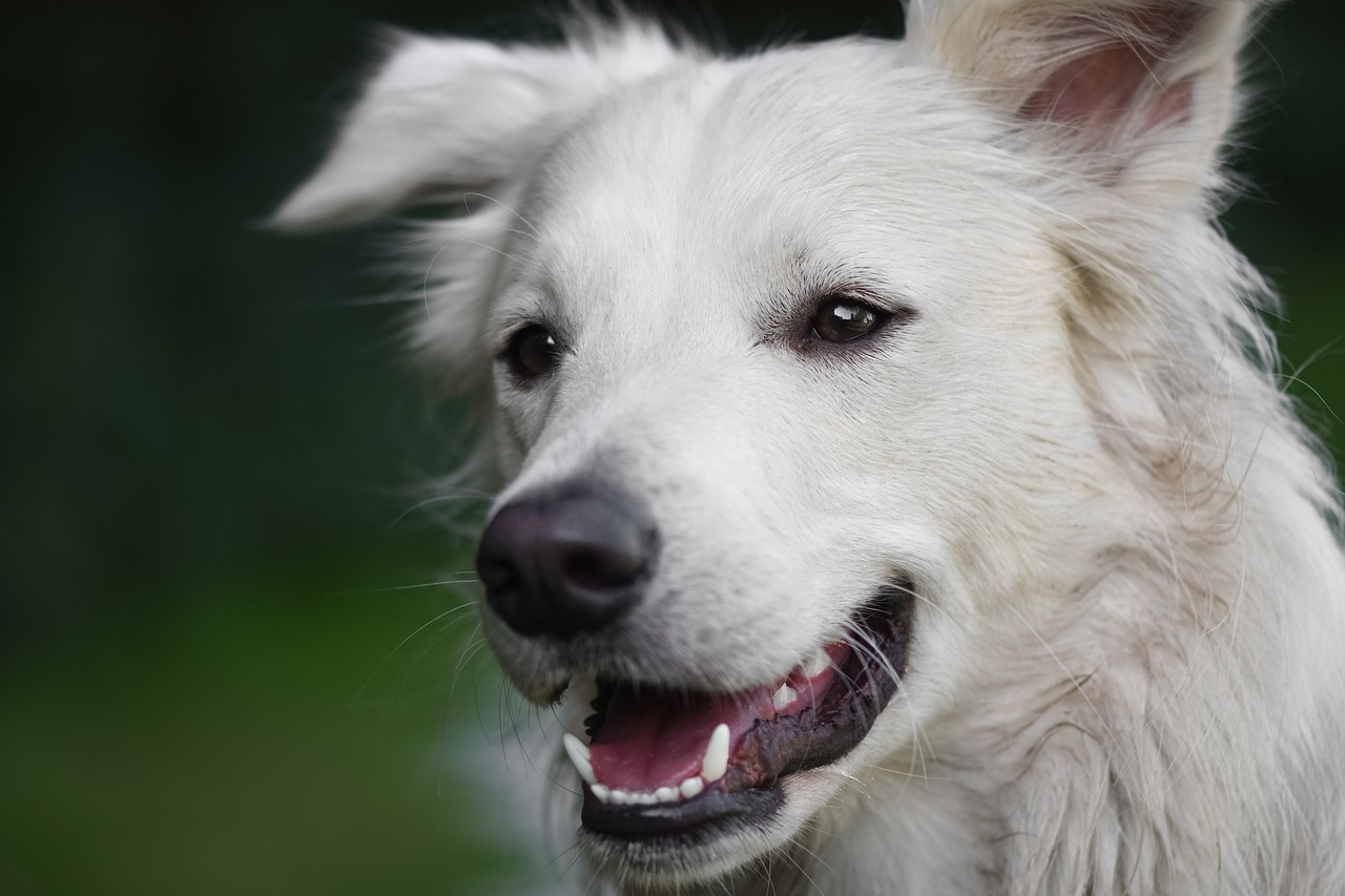 The Ultimate Guide to Bathing Your Dog